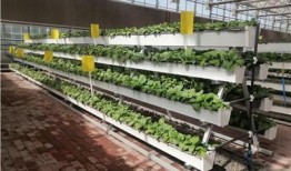 热点大棚爆料视频播放,视频播放背后的惊人真相